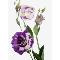 Eustoma - by one